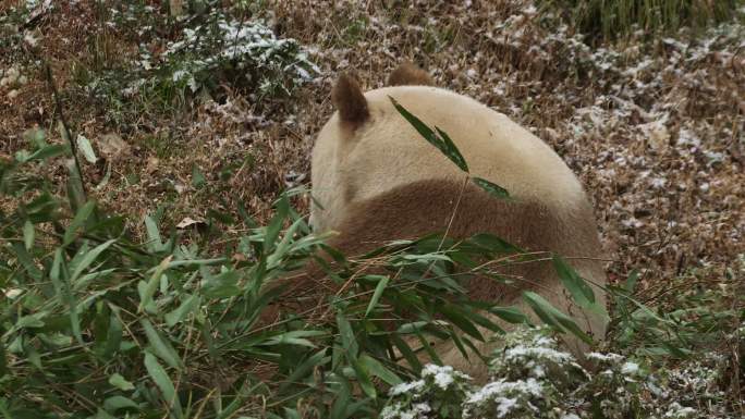 棕色大熊猫 吃竹子