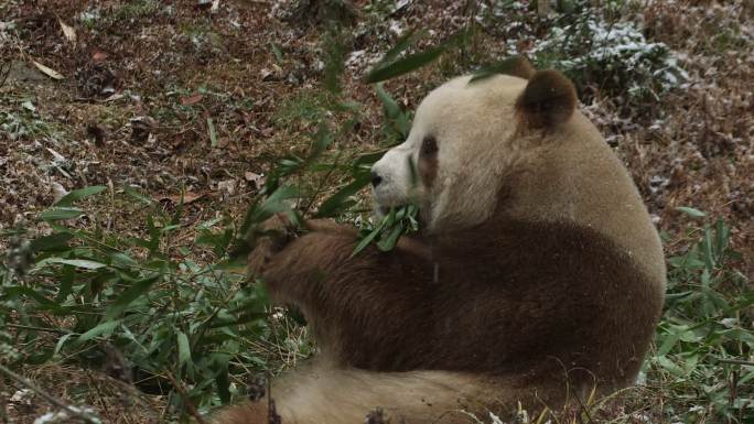 棕色大熊猫 吃 竹子 大熊猫