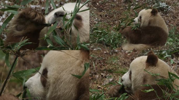 棕色大熊猫 吃 竹子 大熊猫