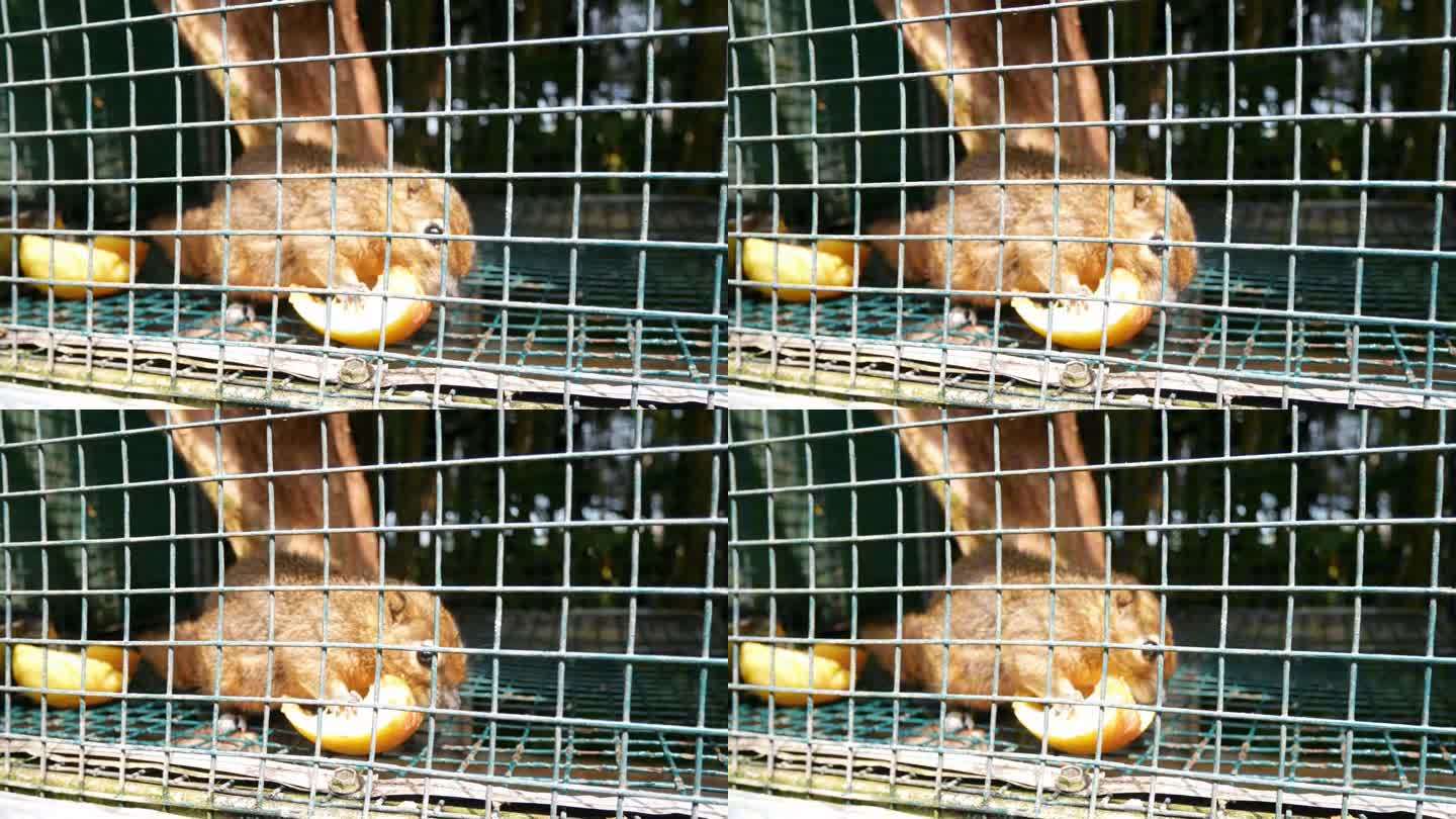 笼子里的红毛松鼠正在玩耍和吃东西。松鼠繁殖园。