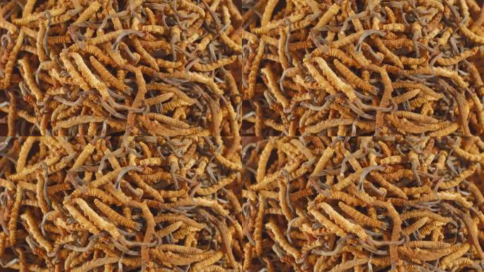 冬虫夏草的概念