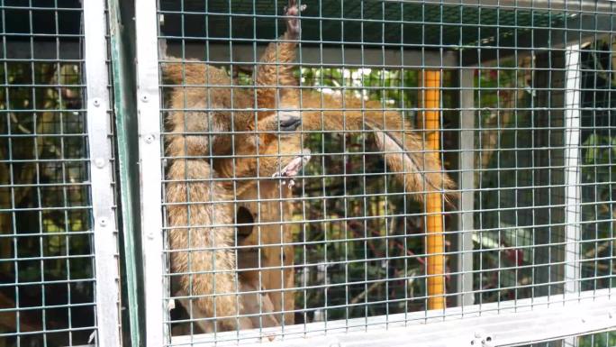 笼子里的红毛松鼠正在玩耍和吃东西。松鼠繁殖园。