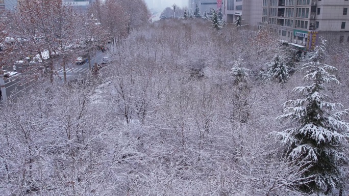 【原创】城市下雪后道路两旁的树木风景