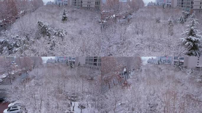 【原创】城市下雪后道路两旁的树木风景