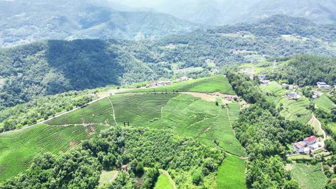 航拍高山茶叶种植基地