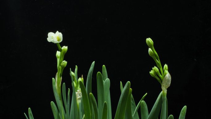 复瓣水仙生长开花延时