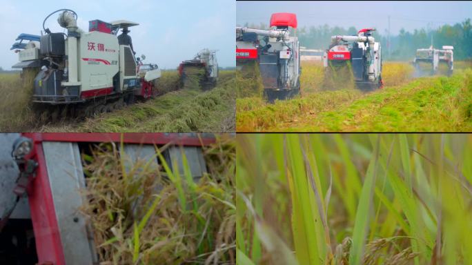 现代化农业 收割机收割水稻