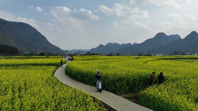 万峰林油菜花