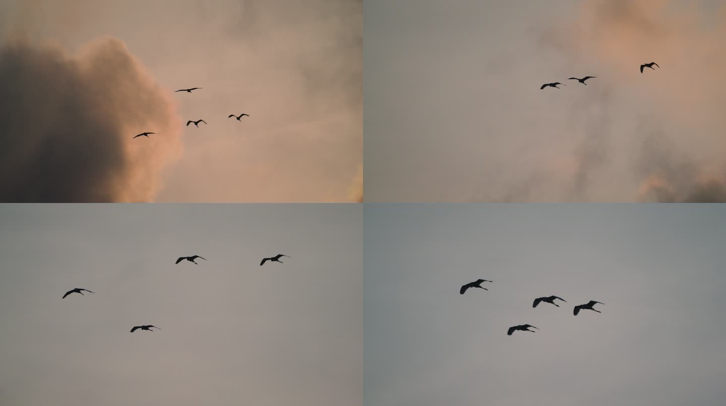 白鹭飞翔-慢镜头