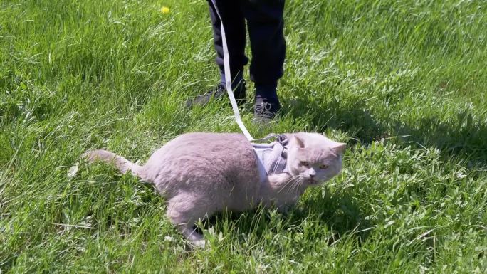 孩子牵着狗绳在绿草地上遛灰色的家猫