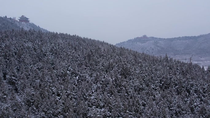 【原创】下雪后的松树林