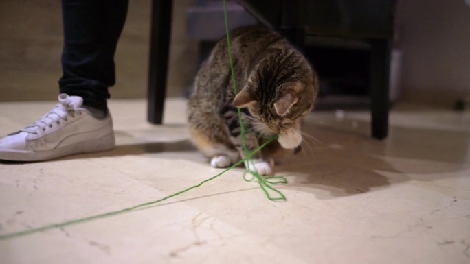 顽皮的虎斑猫在室内玩弄一根绿线