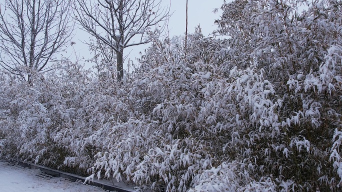 【原创】大雪压弯的竹子