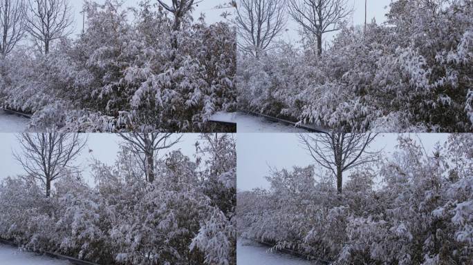 【原创】大雪压弯的竹子