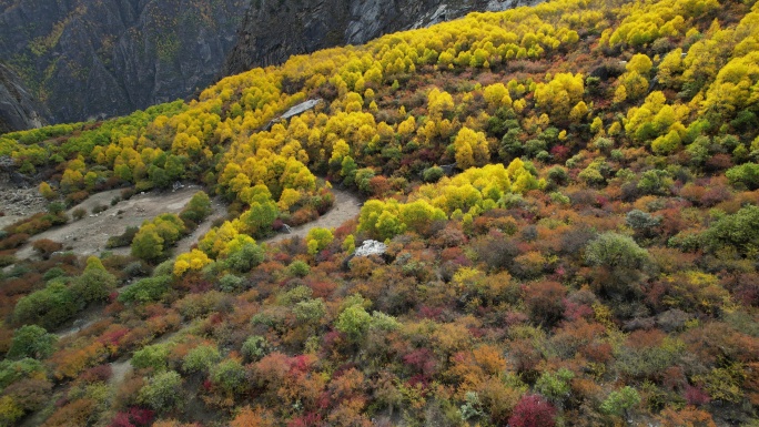 西藏达古峡谷雪山之下的秋色盛景