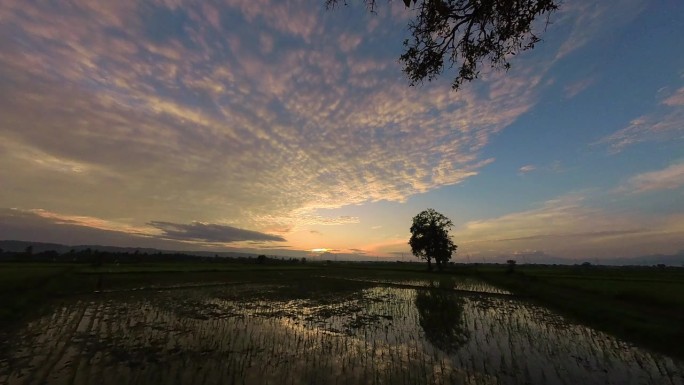 夕阳落在稻田里，一棵树和新栽的水稻