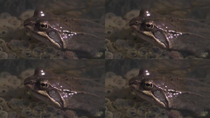青蛙和水里的青蛙卵