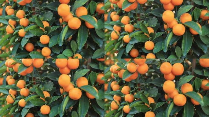 橘子长在树上，是中国新年快乐的装饰