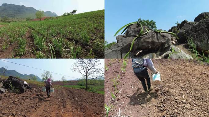 旱季农民挑水灌溉实拍