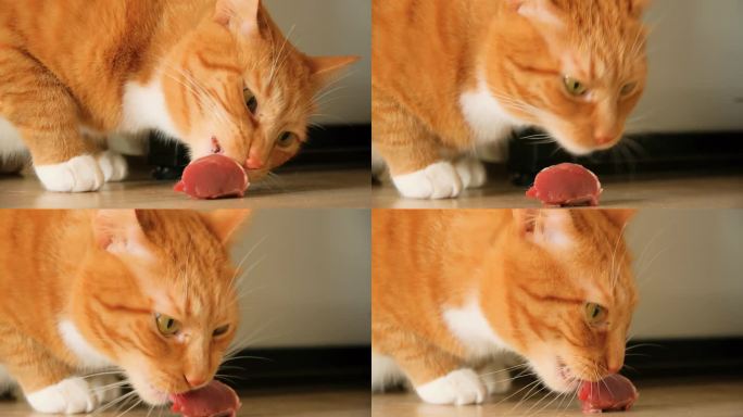 姜猫在厨房吃生肉