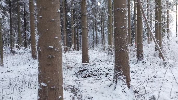 慢悠悠地走过欧洲一片白雪覆盖的森林。实时的，没有人