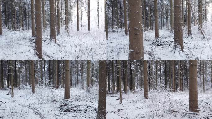 慢悠悠地走过欧洲一片白雪覆盖的森林。实时的，没有人