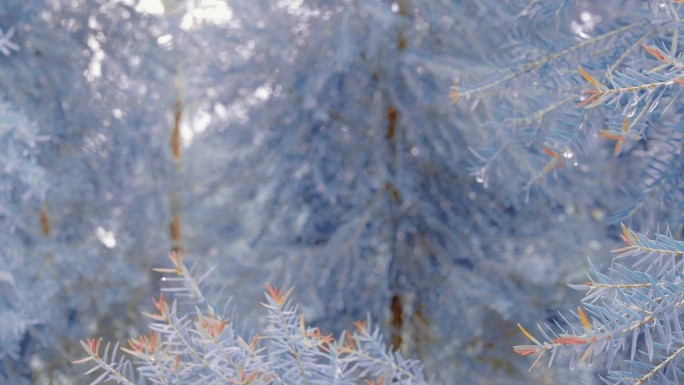抽象背景的一棵白松树圣诞自然散景，美丽的抽象自然散景视频背景。散焦模糊阳光明媚的白松树叶圣诞背景，4