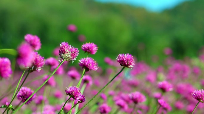 冬天被风吹的花