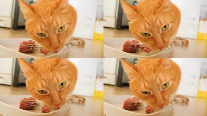 姜猫在厨房吃生肉