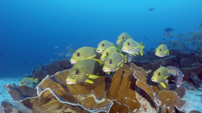 海景，黄色的鱼，黑线和点成群结队在蓝色清澈的海水的珊瑚礁在海上。靠近海底的一群鱼。
