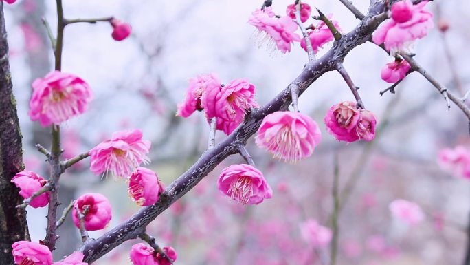 雪中梅花 雨中腊梅花 红色腊梅 1093