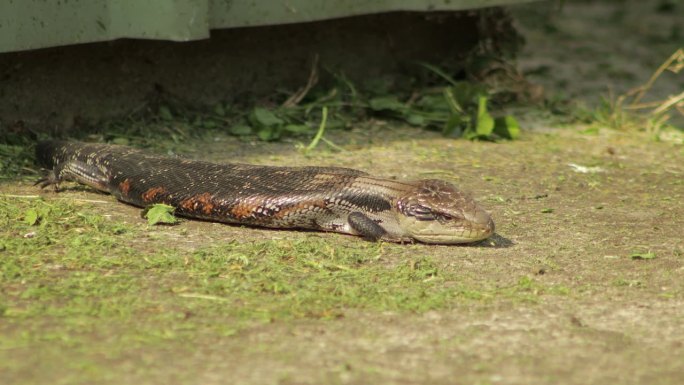 蓝舌蜥蜴躺在阳光下的小路上。白天阳光明媚，澳大利亚，吉普斯兰，马弗拉