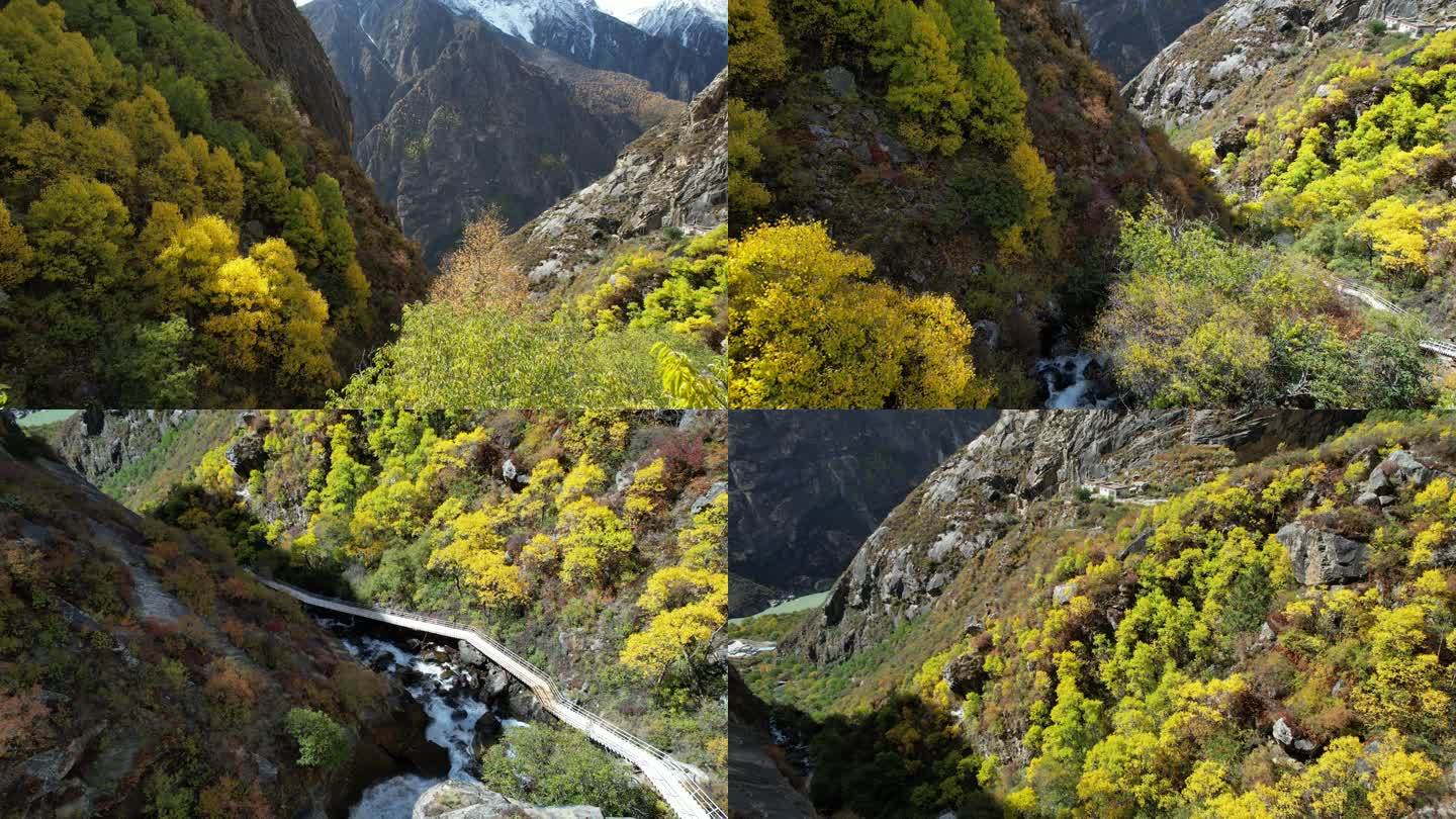 越过树梢看西藏达古峡谷的秋色盛景