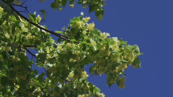 蜜蜂在一棵银菩提树(也被称为tila tomentosa或silber linde)的花朵上采集花蜜