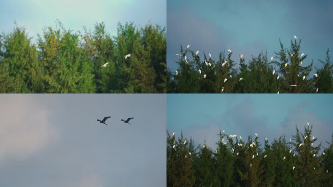 白鹭归巢-高速摄影
