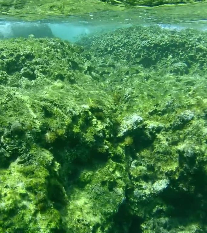 一群金色大理石纹棘足鱼幼鱼在波浪下游过礁石