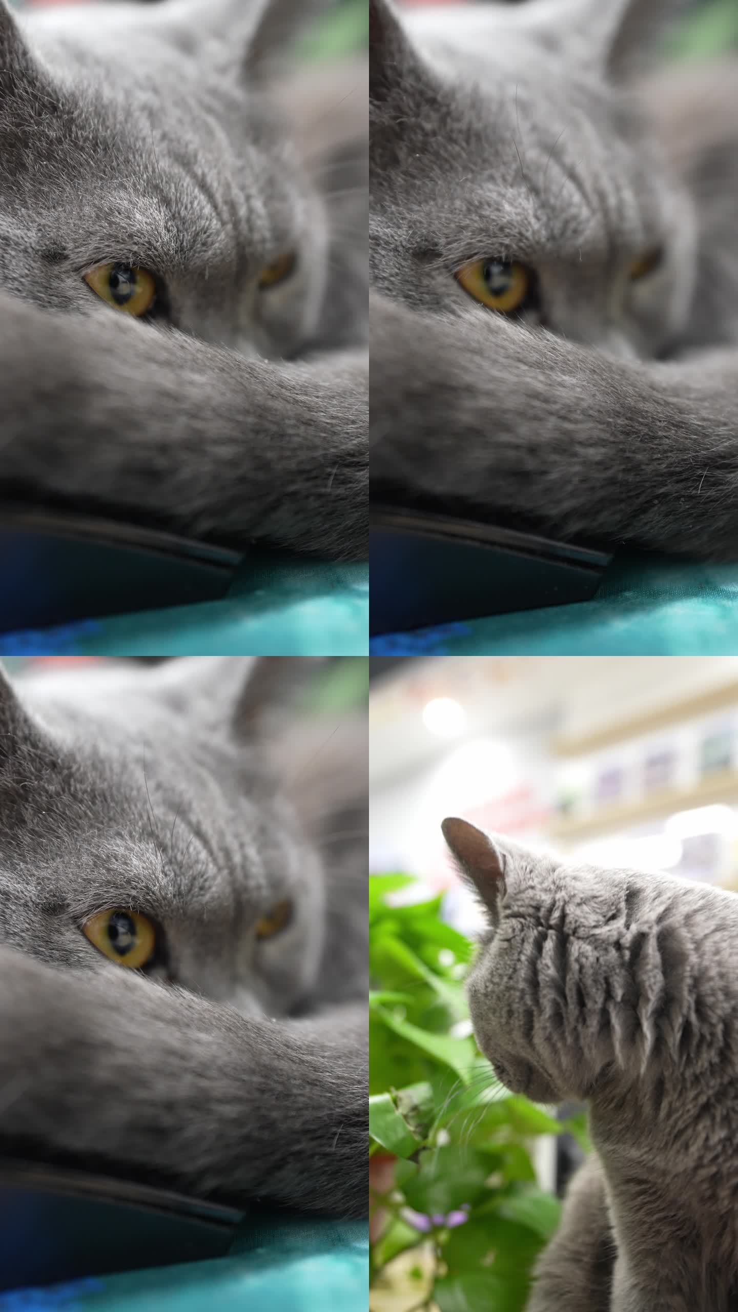 竖版蓝猫眼睛特写抖音快手视频素材