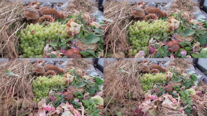 堆肥堆上的一大串绿葡萄特写。堆肥可降解的有机废物，平滑的相机运动