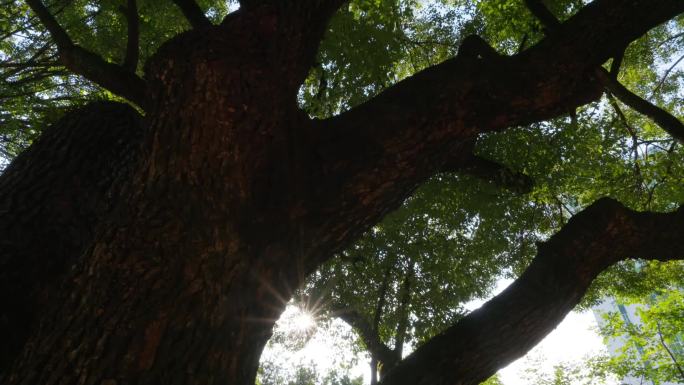 阳光下的大榕树老校区学校学院阳光下老榕树