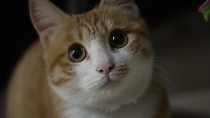 橘猫家猫眼睛特写盯着屏幕准备捕捉