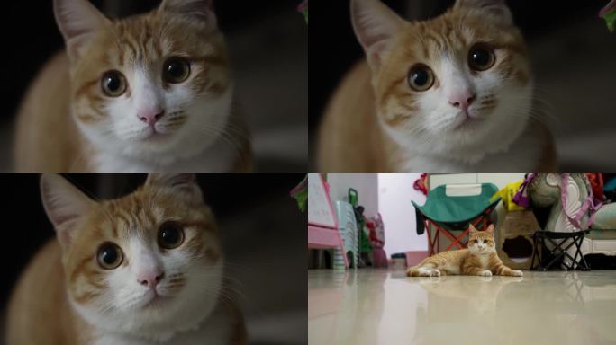 橘猫家猫眼睛特写盯着屏幕准备捕捉