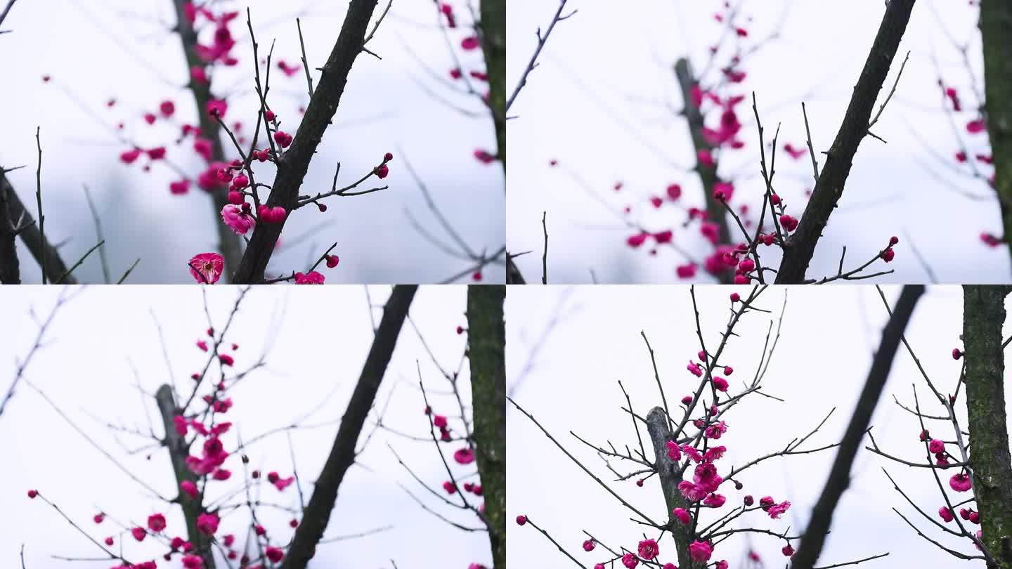 雪中梅花 雨中腊梅花 红色腊梅 1050