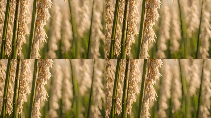 农田水稻特写稻穗特写麦田小麦植物粮食田野