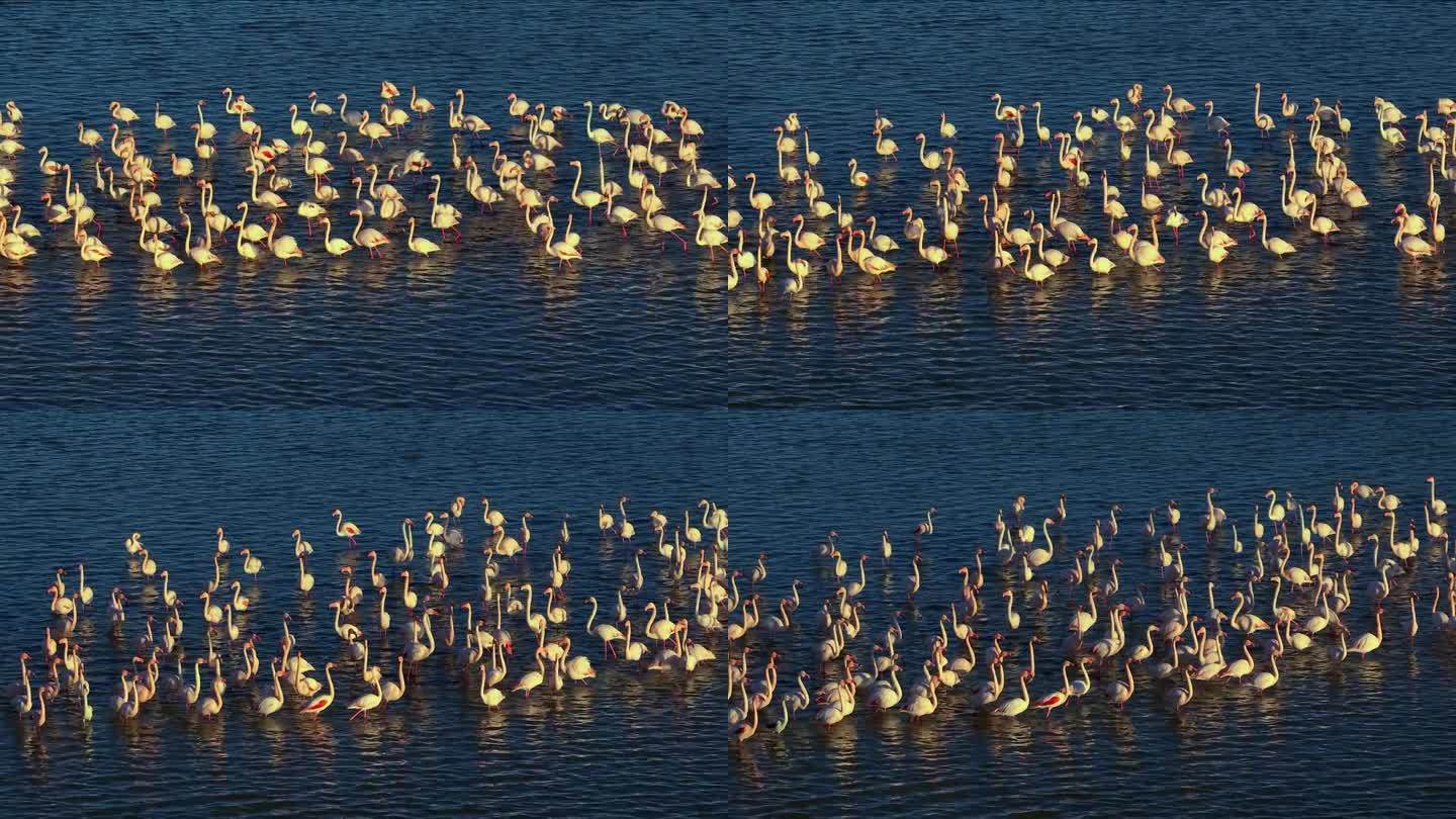 大群大火烈鸟，日落时水面上的玫瑰凤蝶