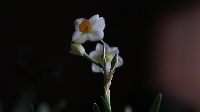 水仙花迎春