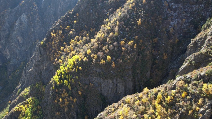 西藏雅鲁藏布江达古峡谷的秋天森林