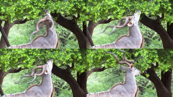 羚羊从树上的叶子中觅食，很好的伪装
