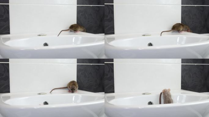 老鼠在水池周围跑来跑去。白色浴室里的老鼠