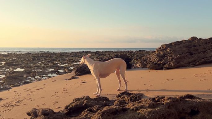 一只白色的狗站在粗糙的海岸景观上，低角度的夕阳在大气中散发着光芒。