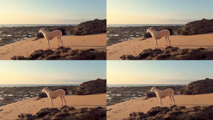 一只白色的狗站在粗糙的海岸景观上，低角度的夕阳在大气中散发着光芒。